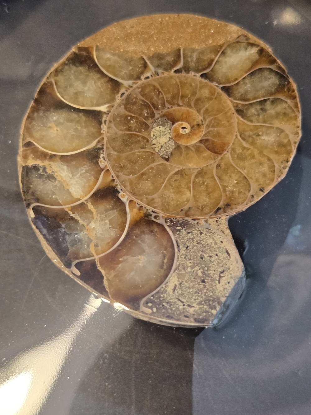 🐚✨ POLISHED AMMONITE FOSSIL | CRYSTAL CHAMBERS + IRIDESCENT FLASH ✨🐚